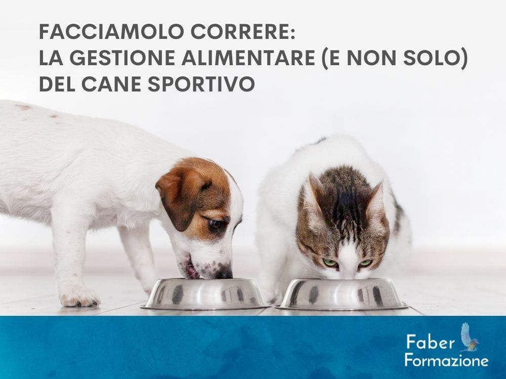 FACCIAMOLO CORRERE: LA GESTIONE ALIMENTARE (E NON SOLO) DEL CANE SPORTIVO